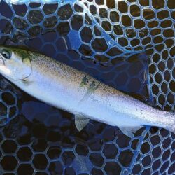 表層で大型ボッコボコ ～岡崎トラウトポンド～